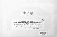 Coniothyrium globuliferum image